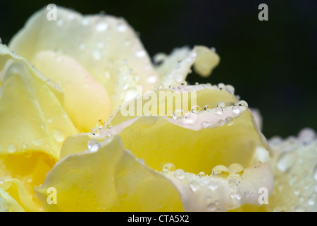 Gocce di acqua su giallo petali di rosa Foto Stock