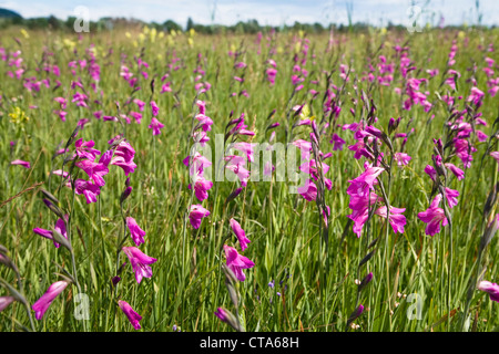 Marsh Gladiolus (Gladiolus palustris), Alta Baviera, Germania Foto Stock