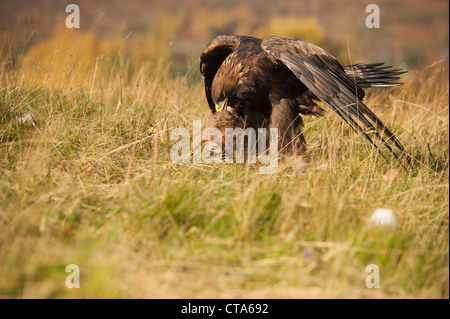 Golden Eagle con la lepre bianca in artigli Foto Stock