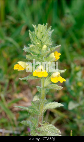 Giallo BARTSIA Parentucellia viscosa (Scrophulariaceae) Foto Stock