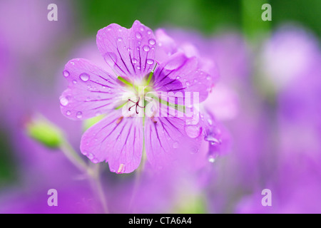 Prato Cranesbill, Geranium pratense, Baviera, Germania Foto Stock