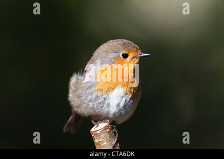 Unione Robin (Erithacus rubecula), Baviera, Germania Foto Stock