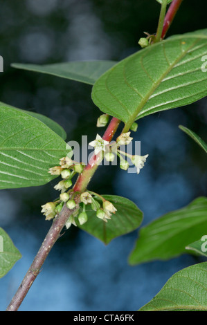 ALDER FRANGOLA Frangula alnus (Rhamnaceae) Foto Stock