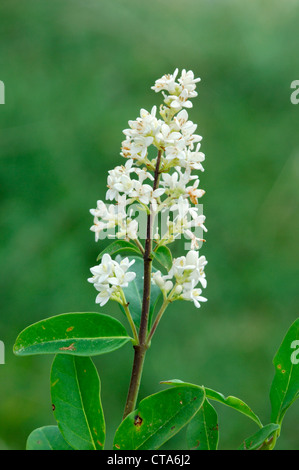 WILD LIGUSTRO Ligusticum vulgare (Oleaceae | Piante ornamentali) Foto Stock