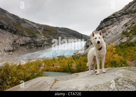 Bianco pastore tedesco di fronte a una lingua del ghiacciaio, Pastore Svizzero bianco, escursione in autunno, Jostedalen, Nigardsbreen, Joste Foto Stock