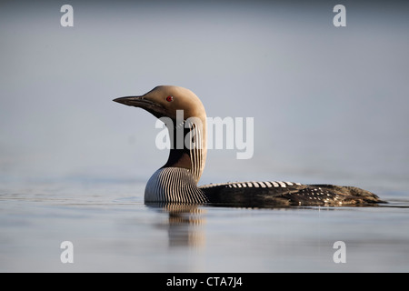 Nero-throated diver, Gavia arctica, singolo uccello sull'acqua, Finlandia, Luglio 2012 Foto Stock