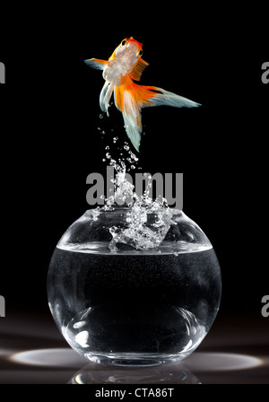 Goldfish salta verso l'alto da un acquario su uno sfondo scuro Foto Stock