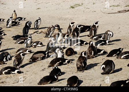 Nero Footed Jackass Penguins - Speniscus demersus - sulla Spiaggia Boulders, Simon's Town, Sud Western Cape, Sud Africa Foto Stock
