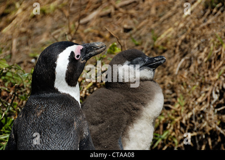 Nero Footed Jackass Penguins - Speniscus demersus - sulla Spiaggia Boulders, Simon's Town, Sud Western Cape, Sud Africa Foto Stock