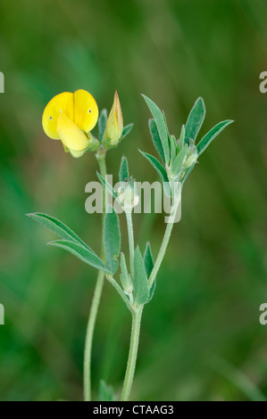 A stretta lasciava Bird's-piede di trifoglio glaber Lotus (Fabaceae) Foto Stock