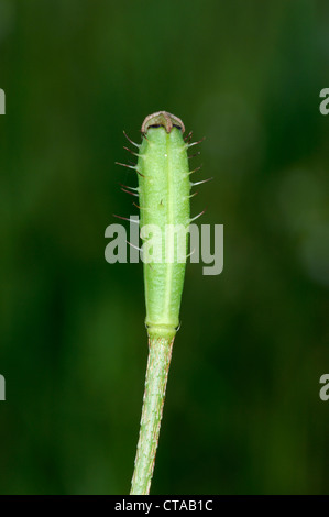 Fico d'India di papavero Papaver argemone (Papaveraceae) Foto Stock