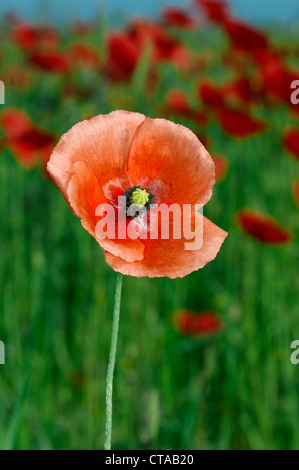 A lungo guidato il papavero Papaver dubium (Papaveraceae) Foto Stock