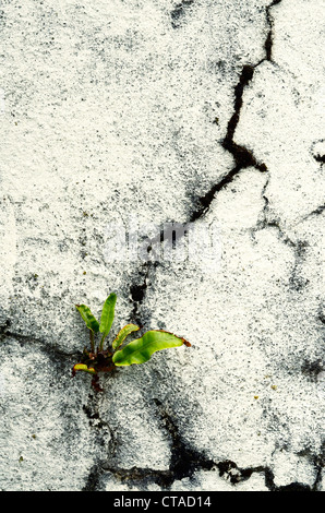 Il crack in bianco parete dipinta con la felce crescente Foto Stock