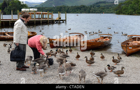 Un uomo e una donna alimentare gli uccelli a Keswick, Parco Nazionale del Distretto dei Laghi, Cumbria, Regno Unito Foto Stock