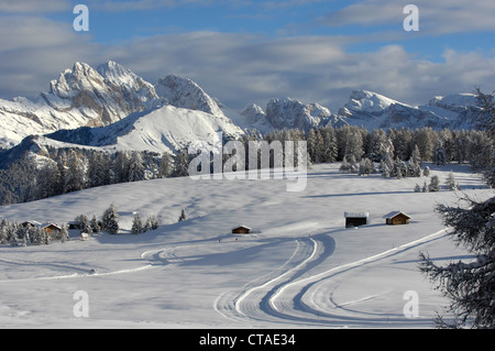 Sci di fondo trail, paesaggio invernale con neve fresca, Alto Adige, Trentino Alto Adige, Italia Foto Stock