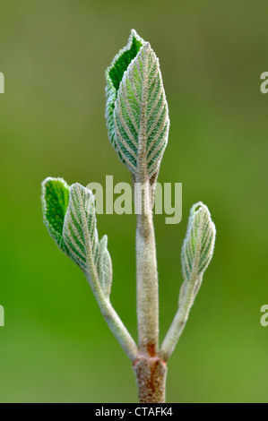 Lascia che emergono su un albero wayfaring REGNO UNITO Foto Stock