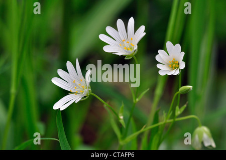 Un trio di maggiore stitchwort fiori REGNO UNITO Foto Stock