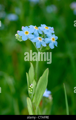 Dimenticare di acqua-ME-NON Myosotis scorpioides (Boraginaceae) Foto Stock