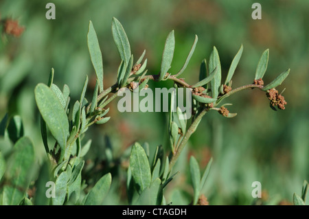 Una vista del mare purslane sulla costa REGNO UNITO Foto Stock