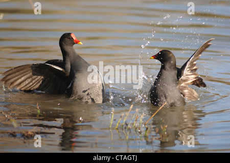 Due gallinelle d'acqua combattendo sul water REGNO UNITO Foto Stock