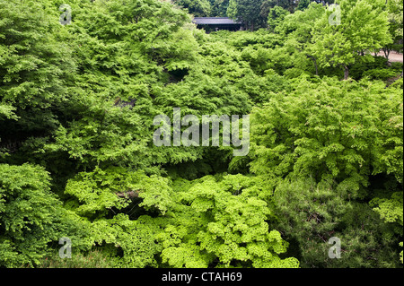 La famosa vista di aceri giapponesi (acer palmatum) a Tofuku-ji, Kyoto, Giappone, visto dal ponte Tsuten-kyo in estate Foto Stock