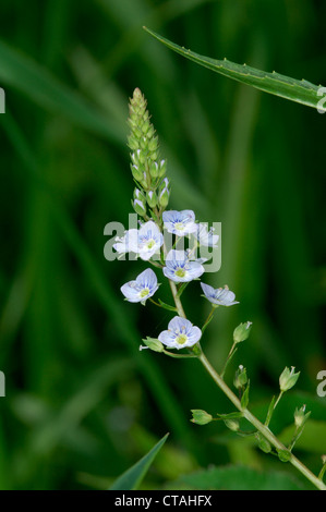 Acqua Blu-SPEEDWELL Veronica anagallis-aquatica (Scrophulariaceae) Foto Stock