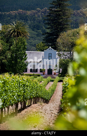 Vista sui vigneti e Manor House di Buitenverwachting cantina Constantia, Cape Town, Western Cape, Sud Africa, RSA, Afr Foto Stock