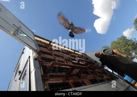 L'uomo rilascia racing pigeon da appositamente adattato rimorchio. Piccione di fantasia, banchina nord Inghilterra REGNO UNITO Foto Stock