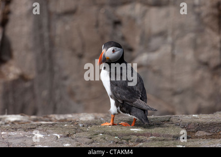 Atlantic Puffin Fratercula arctica adulto arroccato su una cengia rocciosa Foto Stock