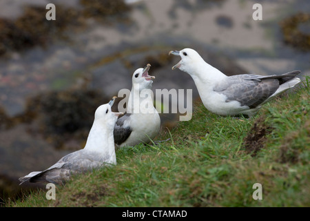 Northern Fulmar Fulmarus glacialis tre uccelli visualizzazione e chiamata Foto Stock