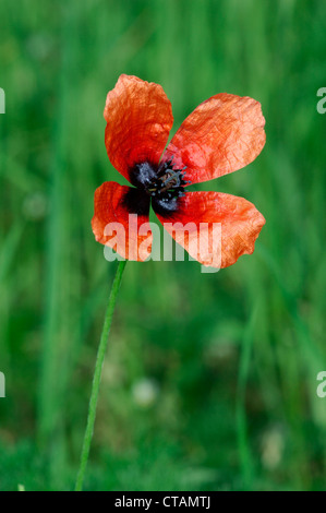 Fico d'India di papavero Papaver argemone (Papaveraceae) Foto Stock