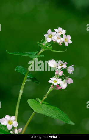 Il grano saraceno Fagopyrum esculentum (Poligonacee) Foto Stock