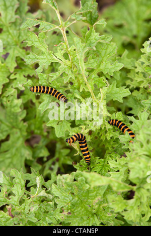 Il cinabro Moth Tyria jacobaeae bruchi su erba tossica comune Senecio jacobaea lascia Foto Stock