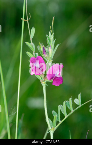 Veccia comune Vicia sativa (Fabaceae) Foto Stock