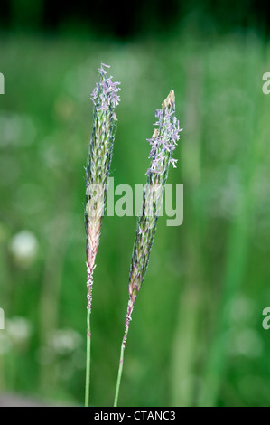 Nero-erba Alopecurus mvosuroides Foto Stock