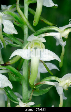 Maggiore BUTTERFLY-ORCHID Platanthera chlorantha (Orchidaceae) Foto Stock