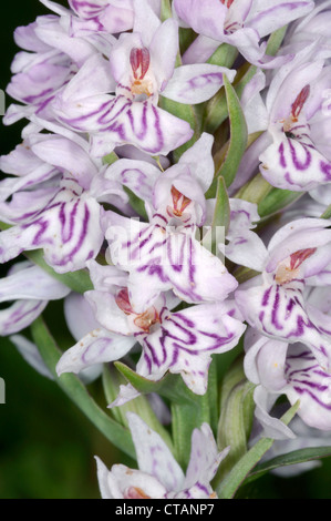 Avvistato COMUNE-orchidea Dactylorhiza fuchsii (Orchidaceae) Foto Stock
