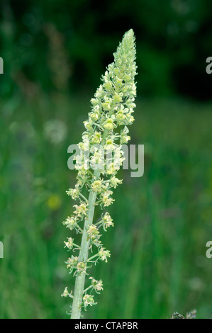 WILD MIGNONETTE Reseda lutea (Resedaceae) Foto Stock