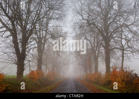 In autunno il vicolo di castagno nella nebbia, Hofgeismar, Hesse, Germania, Europa Foto Stock