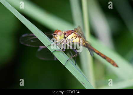 Common Darter Sympetrum striolatum femmina adulta appollaiato Foto Stock