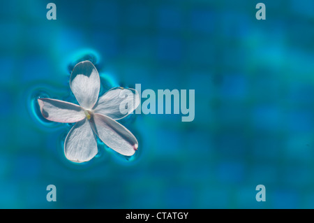 Un White Jasmine fiore galleggia sulle acque blu di una piscina con il pattern sfocata di piastrelle al di sotto di Foto Stock