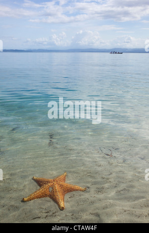 Stella di mare con una barca in background a stella di mare sulla spiaggia di Isla Colon, Bocas del Toro, Panama. Foto Stock