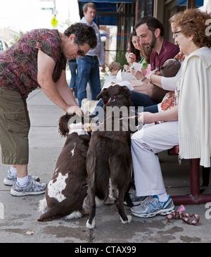 Una donna si piega verso il basso per il pet due cani su un marciapiede in Boston. Foto Stock