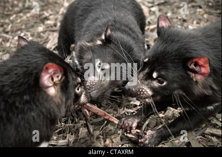 Diavolo della Tasmania mangiare, Bonorong Wildlife Sanctuary, Richmond intorno a Hobart, in Tasmania, Australia Foto Stock