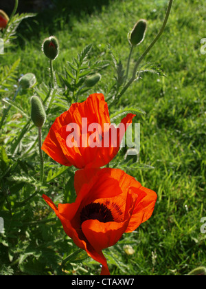 Papaveri rossi nel cortile di Kettlewell Foto Stock