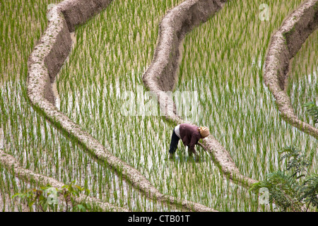 I campi di riso a Pulau Samosir isola nel Lago Toba in Nord Sumatr, isola di Sumatra, Indonesia, sud-est asiatico Foto Stock