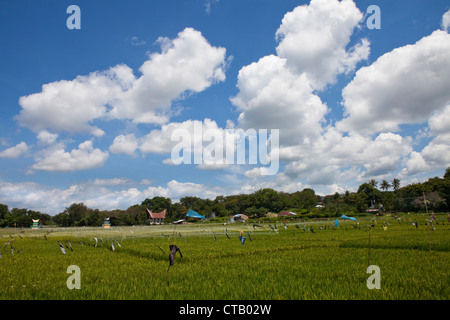 I campi di riso a Pulau Samosir isola nel Lago Toba in Nord Sumatr, isola di Sumatra, Indonesia, sud-est asiatico Foto Stock