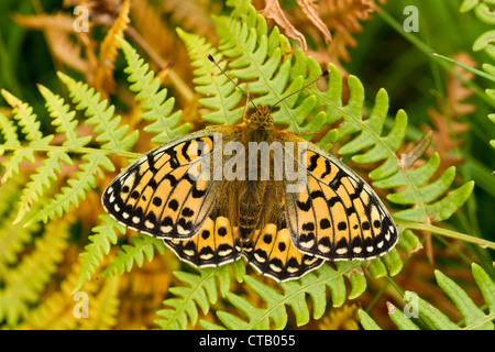 Verde scuro Fritillary Argynnis aglaja crogiolarsi femmina su bracken a Barkbooth Sacco, Cumbria in luglio. Foto Stock