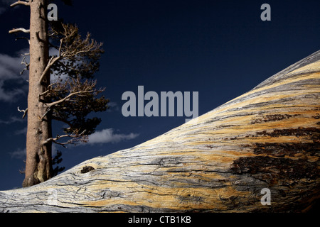 Albero Gigante nel Tioga Pass area, Yosemite National Park, California, Stati Uniti d'America Foto Stock