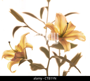 Il Lilium stargazer con lo sfondo bianco, Filippine Foto Stock